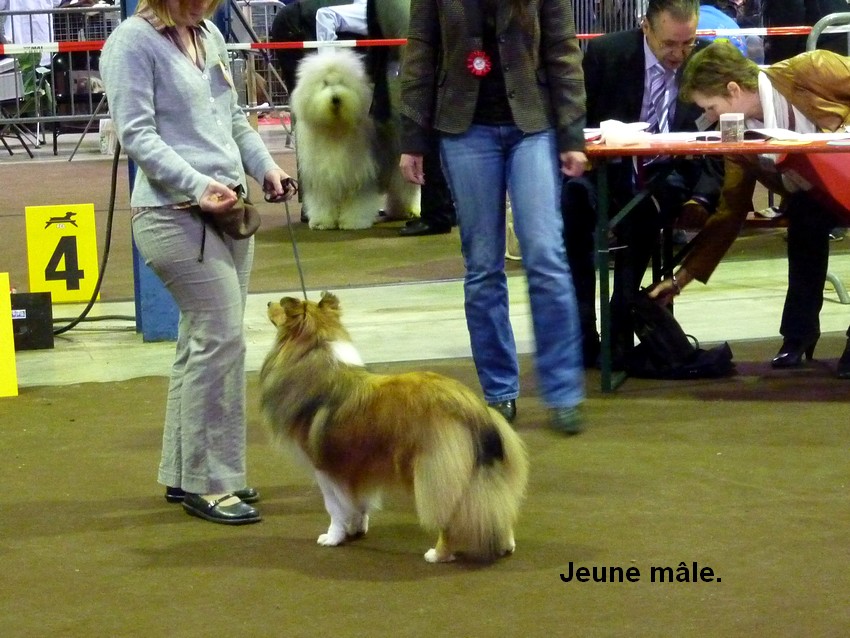 Luxembourg,  27 mars 11, PHOTOS de shelties.+infos colleys. Lux27m13