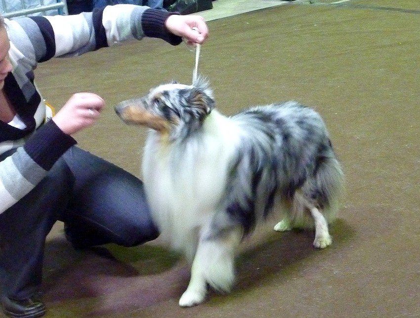 Luxembourg,  27 mars 11, PHOTOS de shelties.+infos colleys. Lux27m26