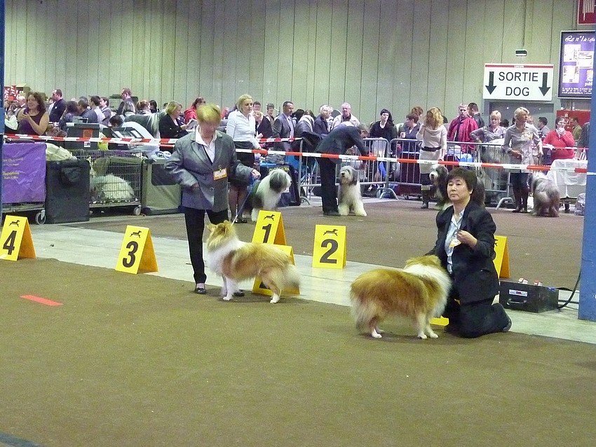 Luxembourg,  27 mars 11, PHOTOS de shelties.+infos colleys. Lux27m52