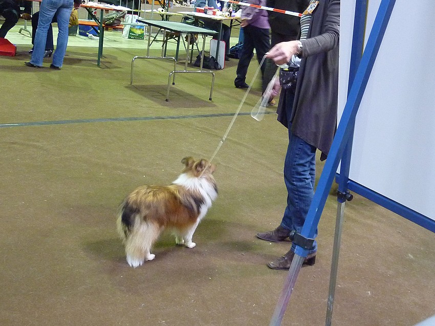 Luxembourg,  27 mars 11, PHOTOS de shelties.+infos colleys. Lux27m69