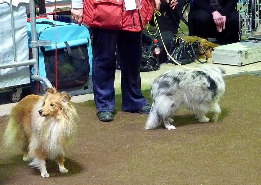 Luxembourg,  27 mars 11, PHOTOS de shelties.+infos colleys. Lux27m93