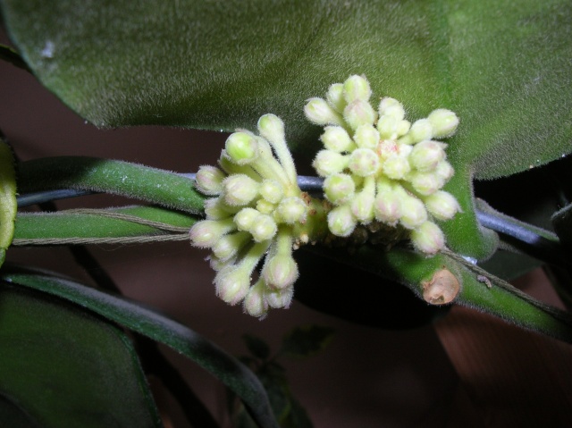 Hoya calycina en fleur Dscn1413