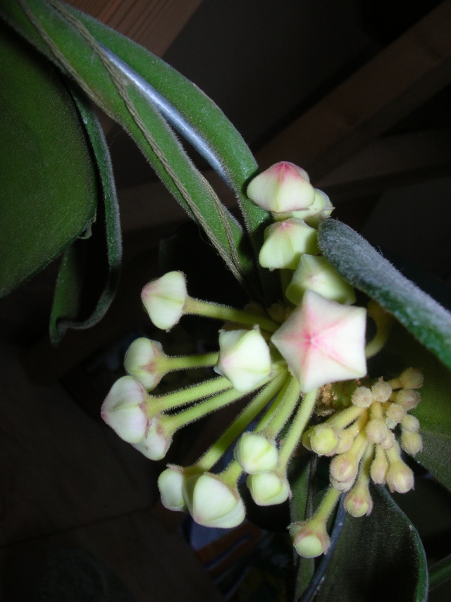 Hoya calycina en fleur Dscn1429
