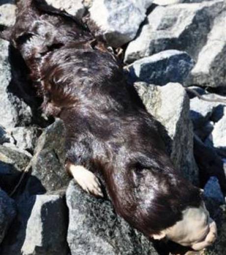 Un étrange animal découvert dans un lac canadien Son-co10