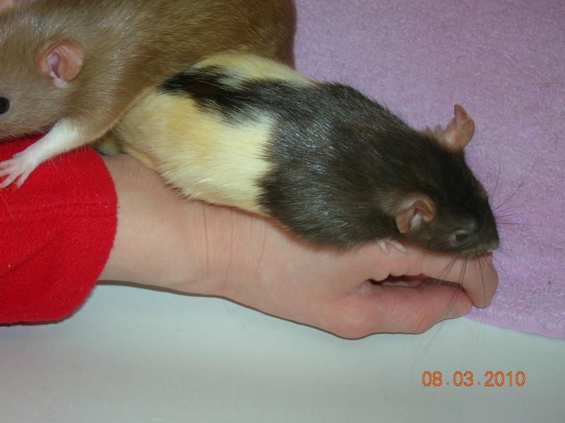 Sauvetage de 150 rats chez moi (fev 2010) Divers56