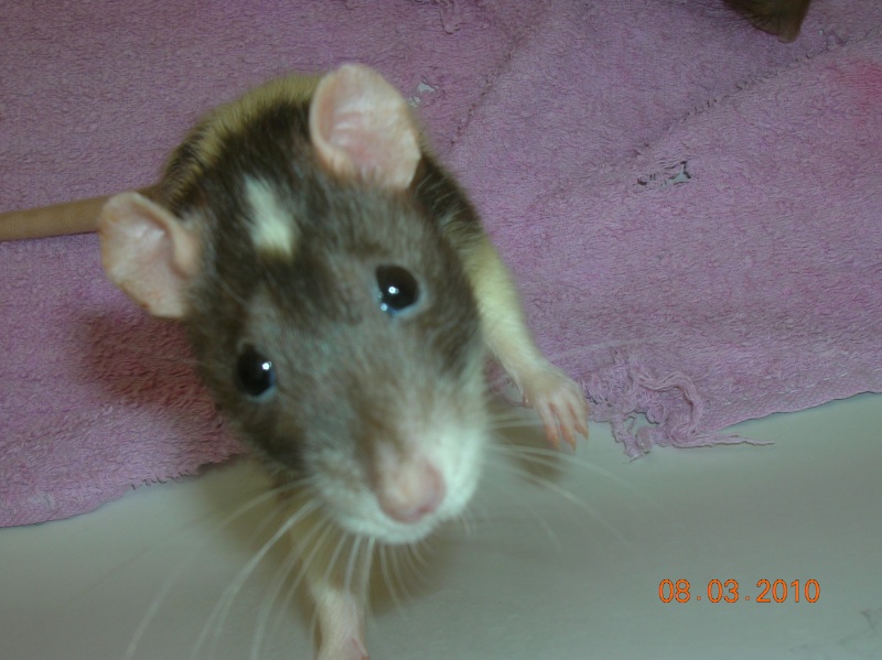 Sauvetage de 150 rats chez moi (fev 2010) Divers61