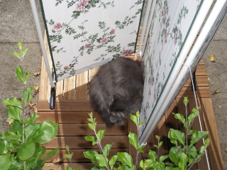 Duo de chats jardiniers! - Page 4 00741