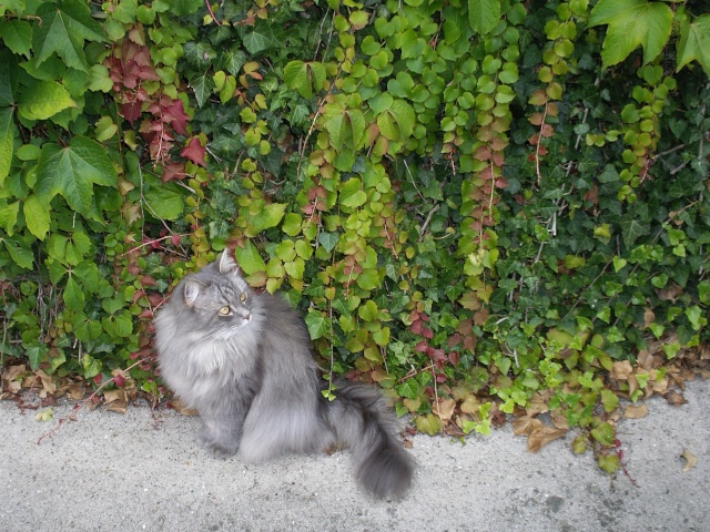Duo de chats jardiniers! - Page 4 007_311