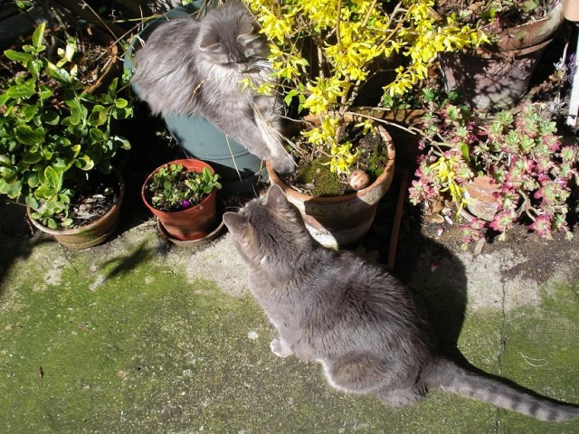 Duo de chats jardiniers! 012_210
