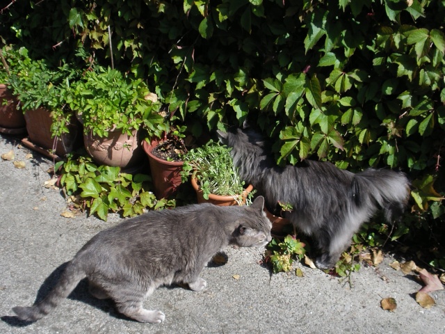 Duo de chats jardiniers! - Page 4 01822