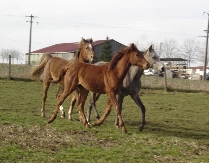 poulains à la vente à EL NEFOUS ARABIANS en Normandie Dsc02910