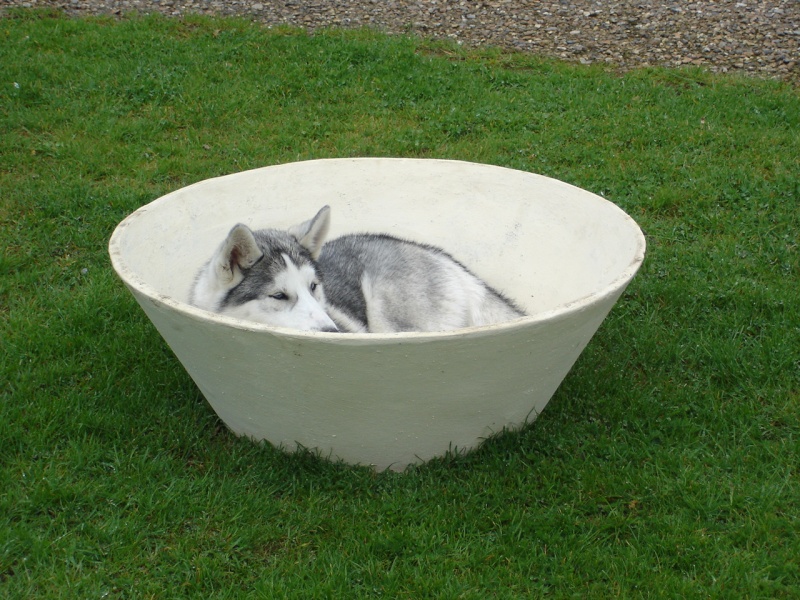 ma petite Husky se la coule douce ! Dsc05610