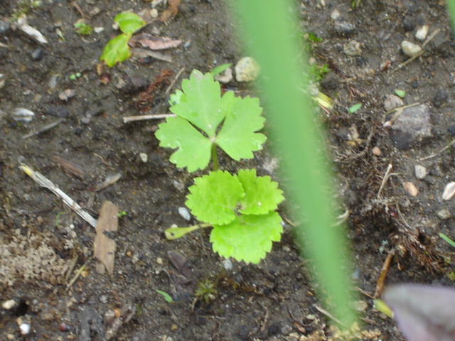 Angelica 'Ebony' Dsc06511