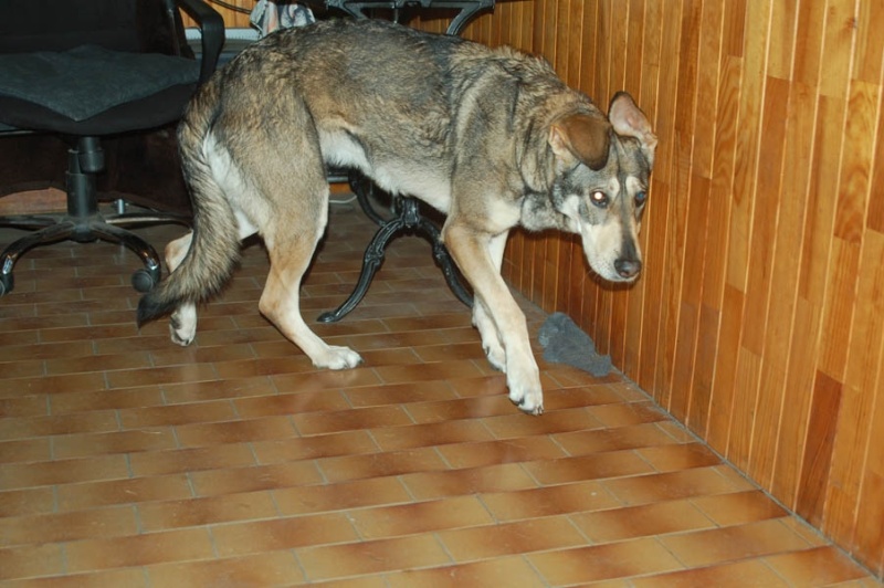 Dineka, croisée chien loup tchéc. née 15/06/07 (Tabanac-33) A510