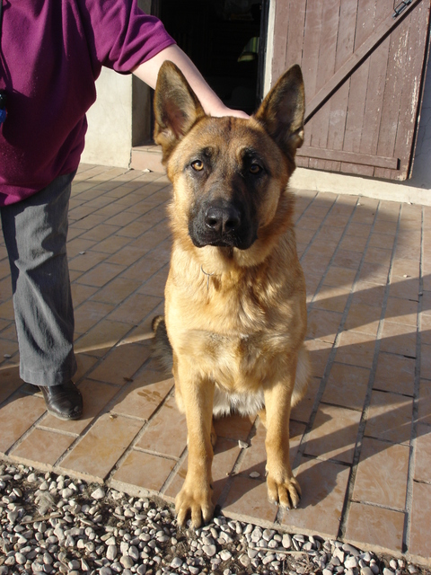 DIXIE, BA type de 2 ans - Valenciennes (59) Dixie210