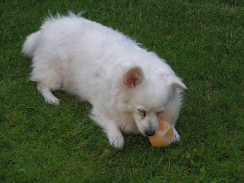 Eclair Le Petit Chien Blanc