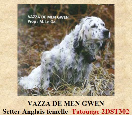 avis de recherche vol de chien de chasse Chien_12