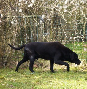 Noaa, labrador mâle noir de 14 ans, venez l'adopter (dép78 orgeval) Ima_p202