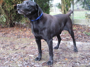 Noaa, labrador mâle noir de 14 ans, venez l'adopter (dép78 orgeval) Ima_ph66