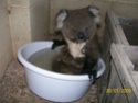 koalas, lemuriens et autres ztres Koal410