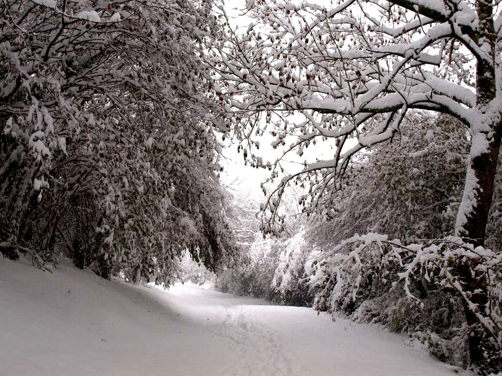 Plein de neige  Neige_13