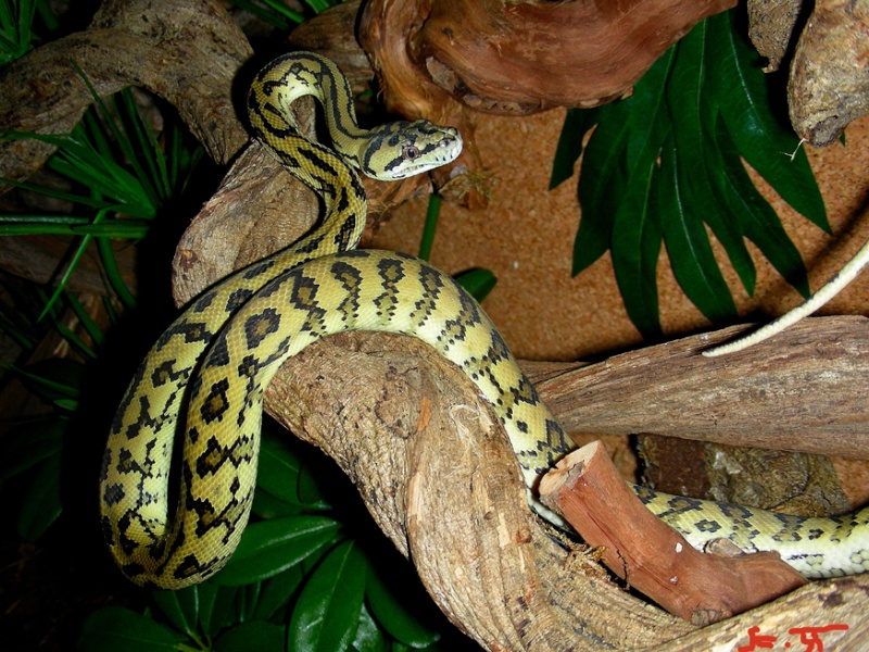 Morelia spilota variegata Nouvelle Guinée Oct_2010