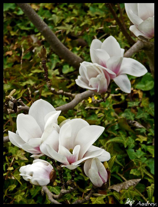 magnolias for ever :-) Ret8_e11
