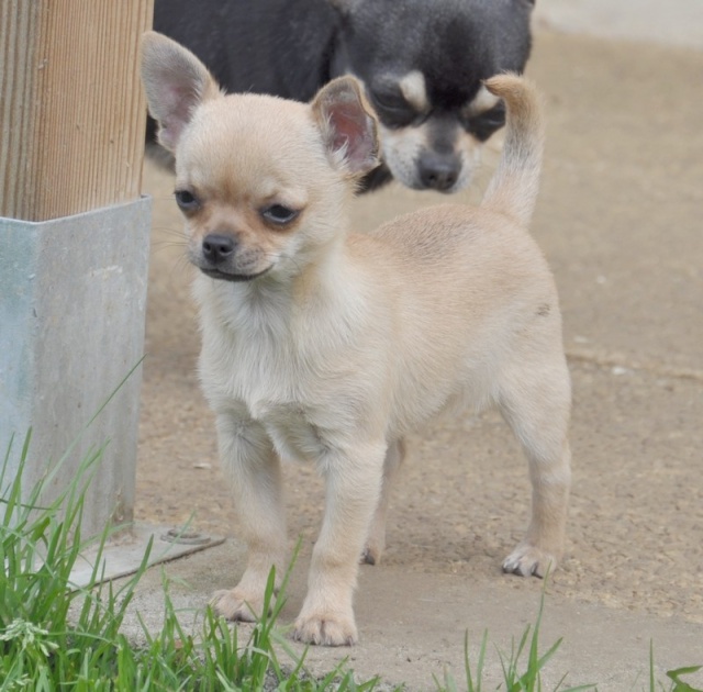 mes nouvelles filles. Dsc_0030