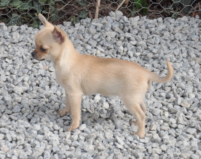 mes nouvelles filles. Dsc_0032