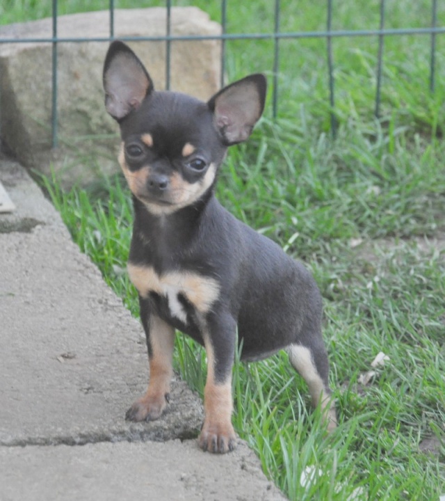 mes nouvelles filles. Dsc_0035