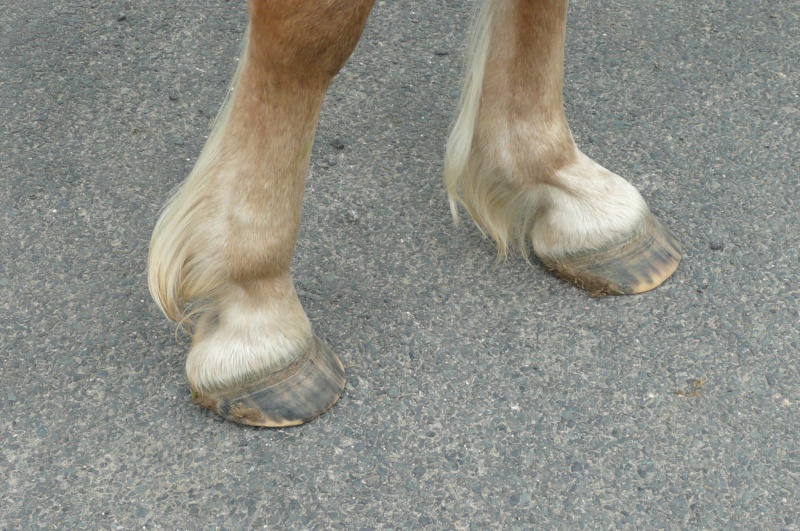 Lulu pieds nus P1020314