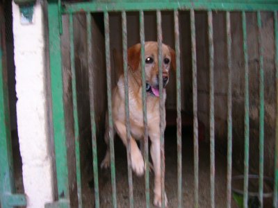 80 - SOS! Le refuge PMA à Montidier va fermer! 25 chiens en 24168111