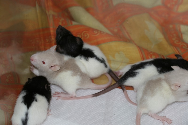 Notre petite famille de rats Raton10