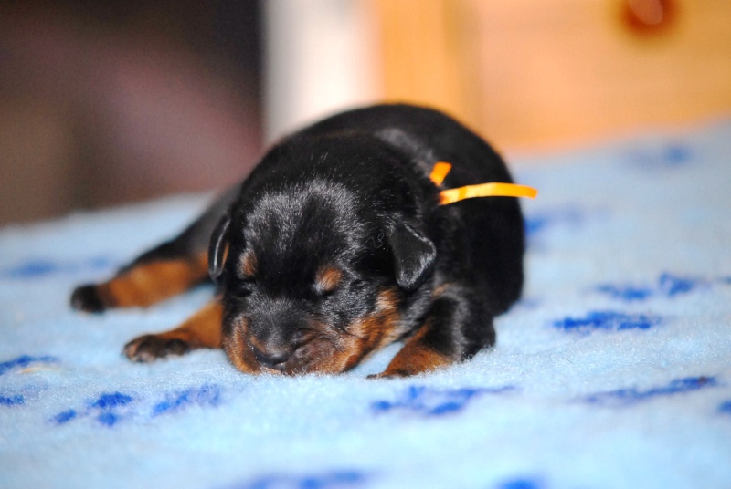 7 Petits Beauceron 13-12-14