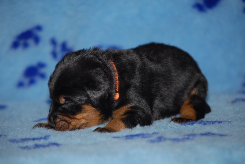 7 Petits Beauceron Nik_0046