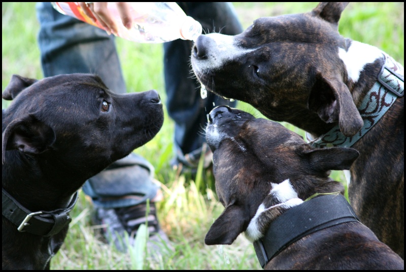 Tyson, taiger et kenza: petite apres midi tranquille Img_2615