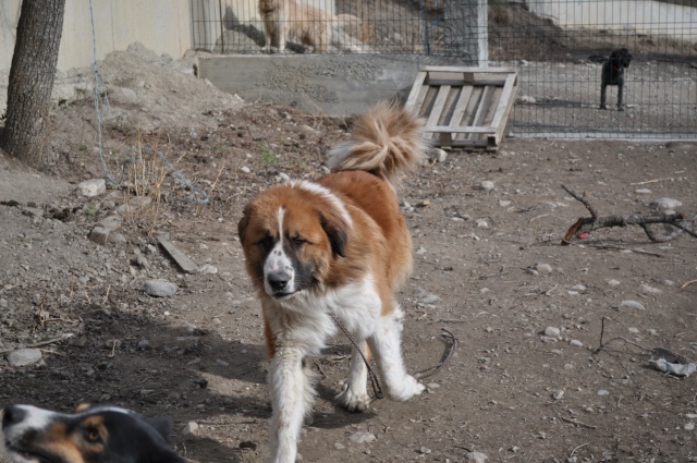 Eliot, saint-Bernard/Bouvier Bernois, 2 ans dans le 05 Les_pr12