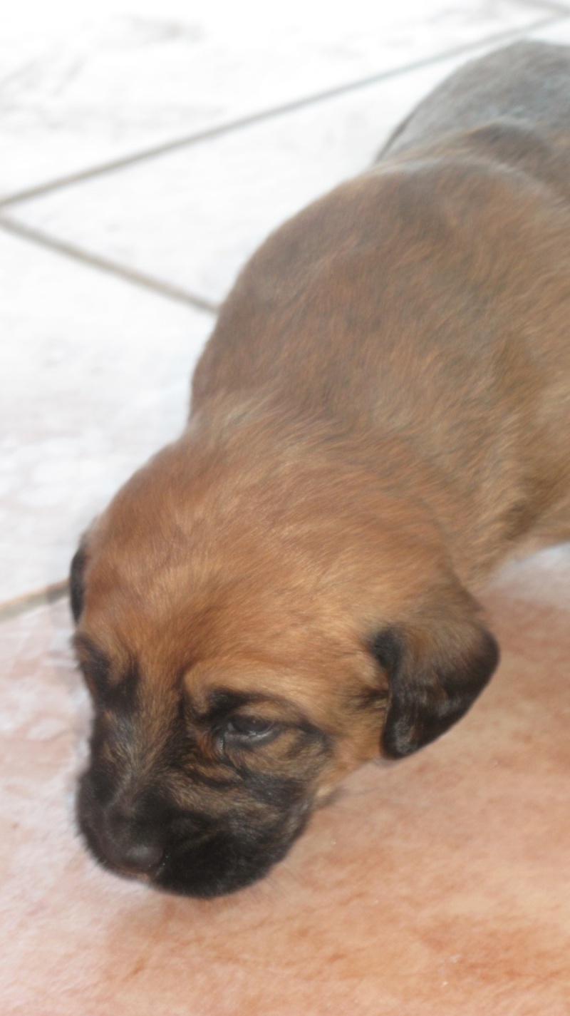 CHIOTS CROISES LABRADOR / SETER A PLACER DANS LE VAR 961_111