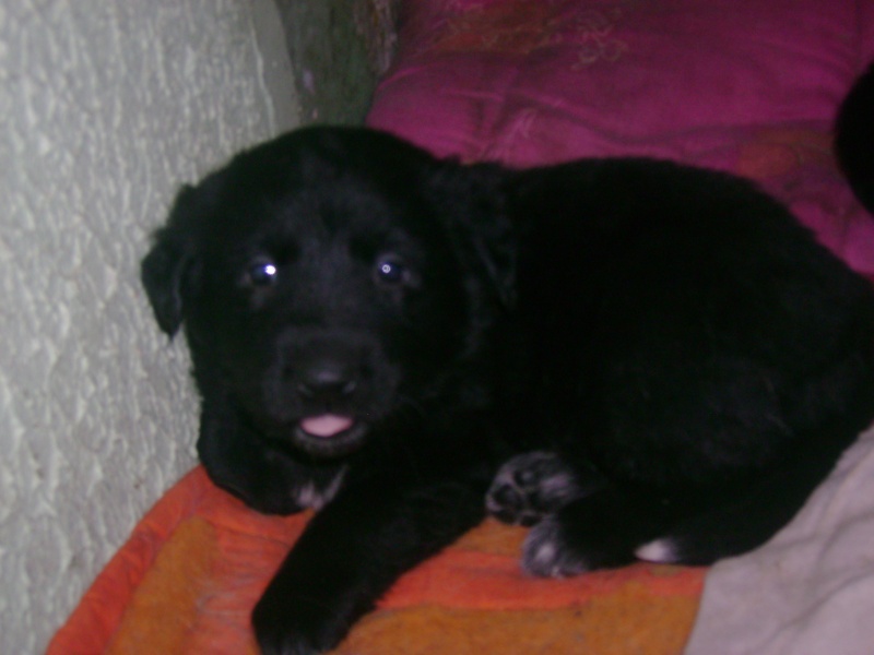 Fripon chiot X Labrador (07)(3 mois)(adopt) Loulou14