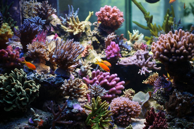 Les plus beau aquariums du forum Dsc01610