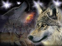 Danse avec les Loups Wolves10