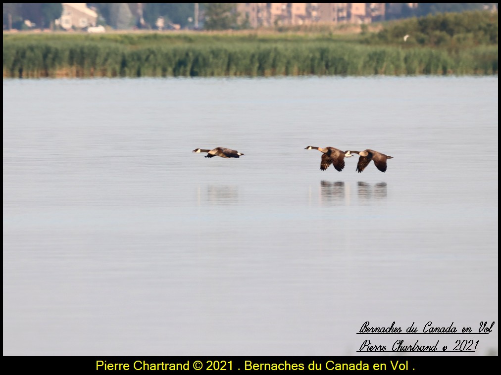 Parc des Voiles et Arboretum Stephen Langevin . Berna136
