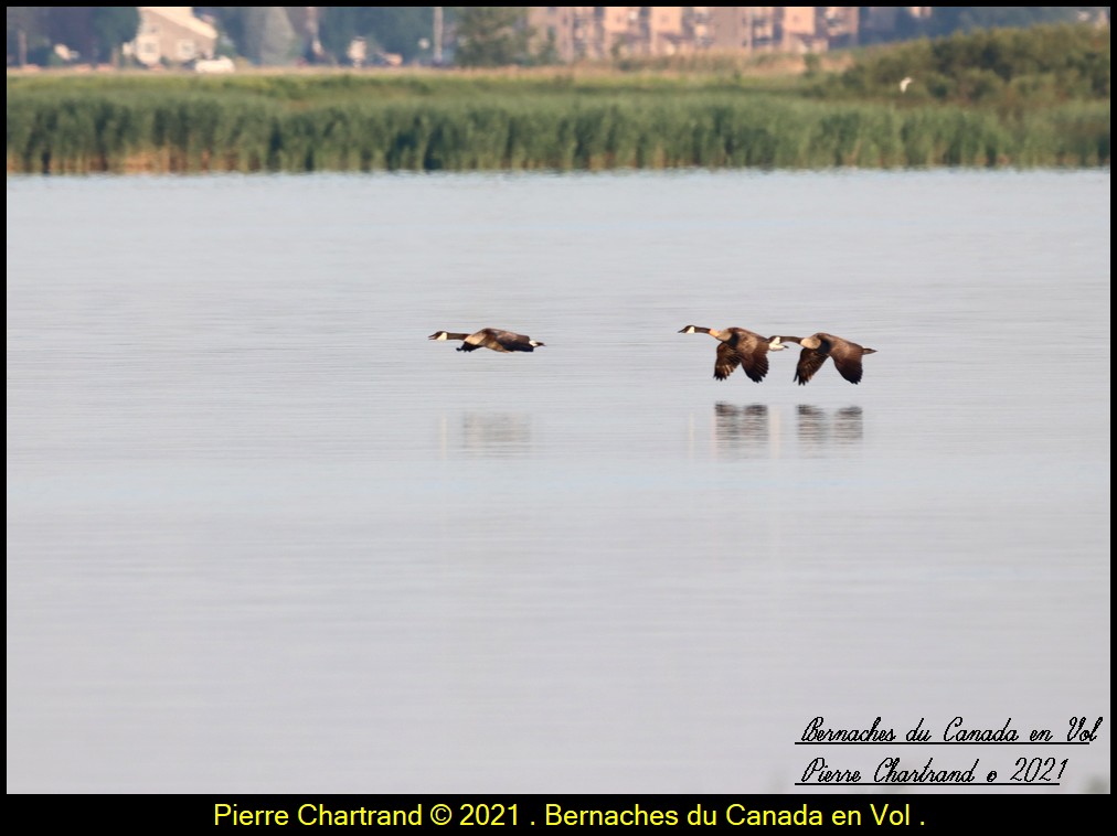 Parc des Voiles et Arboretum Stephen Langevin . Berna136