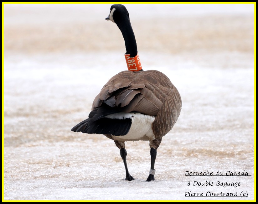 À Charlemagne et au Parc Nature Pointe aux Prairies . Bernac30