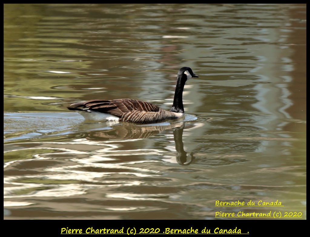 Anjou sur le Lac ,18 Mai 2020 . Bernac91
