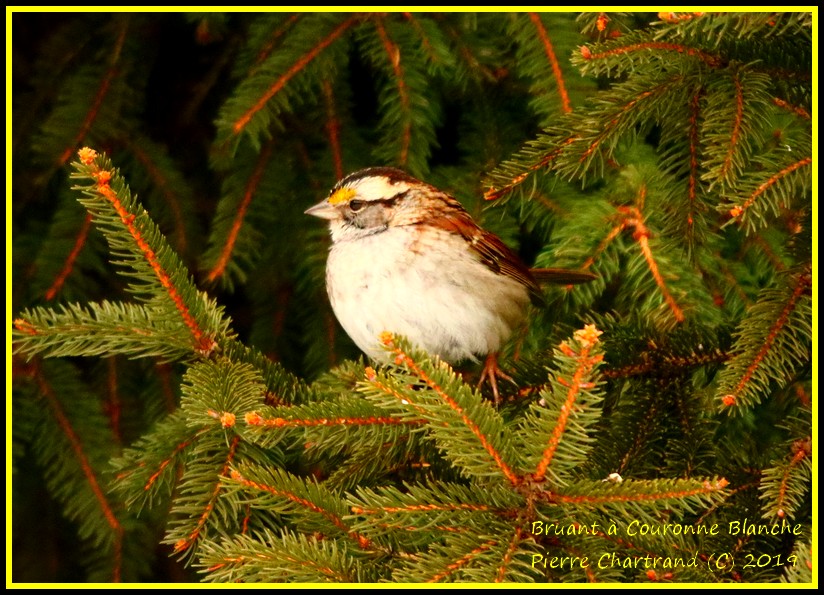 Mercredi Midi au Jardin Botanique Bruant33