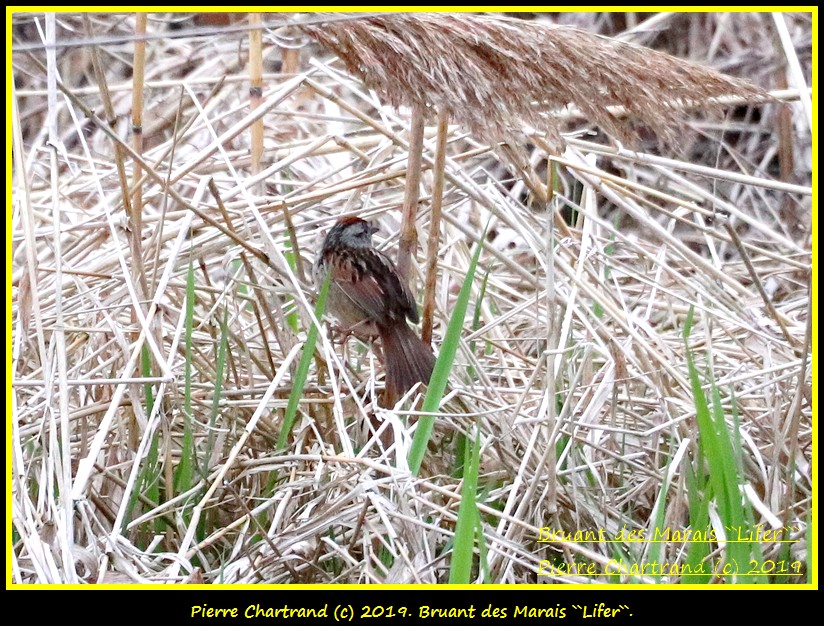 Samedi ,18 mai . Sortie Double . Bruant78