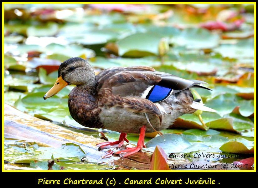 Ce Matin 31 août au Jardin Botanique . Canar126