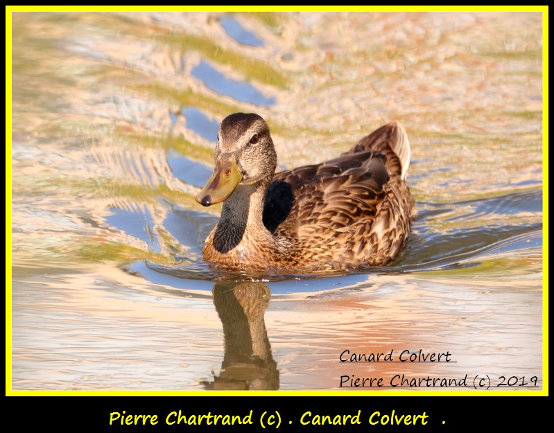 Parc de La Nature Strasbourg Canar151