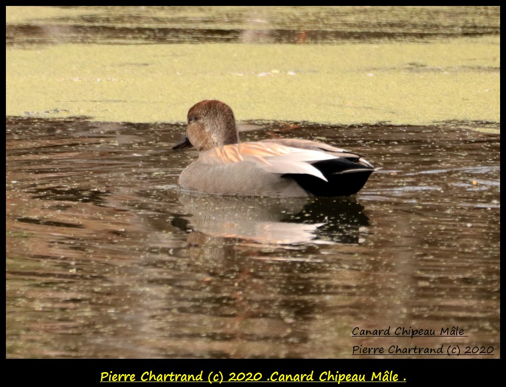 Montéal , Mardi 14 Avril 2020 , Canar189